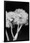 Gramercy Black