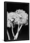 Essential Black