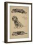 Dandie Dinmont Puppies, 1930, Just Among Friends, Aldin, Cecil Charles Windsor-Cecil Aldin-Framed Giclee Print