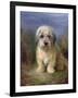 Dandie Dinmont Terrier-Lilian Cheviot-Framed Giclee Print