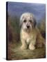 Dandie Dinmont Terrier-Lilian Cheviot-Stretched Canvas