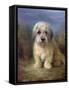 Dandie Dinmont Terrier-Lilian Cheviot-Framed Stretched Canvas