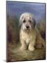 Dandie Dinmont Terrier-Lilian Cheviot-Mounted Giclee Print