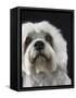 Dandie Dinmonts Terrier-Peter M. Fisher-Framed Stretched Canvas