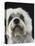 Dandie Dinmonts Terrier-Peter M. Fisher-Stretched Canvas