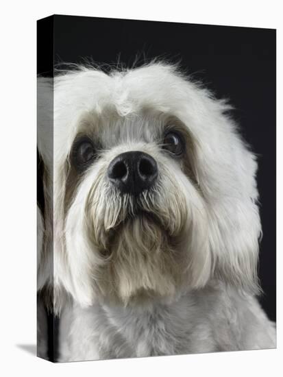 Dandie Dinmonts Terrier-Peter M. Fisher-Stretched Canvas