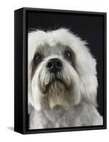 Dandie Dinmonts Terrier-Peter M. Fisher-Framed Stretched Canvas