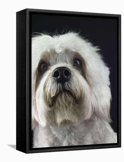 Dandie Dinmonts Terrier-Peter M. Fisher-Framed Stretched Canvas