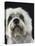 Dandie Dinmonts Terrier-Peter M^ Fisher-Stretched Canvas