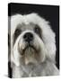 Dandie Dinmonts Terrier-Peter M. Fisher-Stretched Canvas