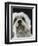 Dandie Dinmonts Terrier-Peter M. Fisher-Framed Premium Photographic Print