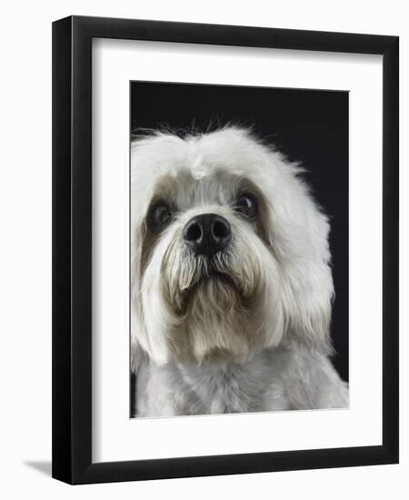 Dandie Dinmonts Terrier-Peter M. Fisher-Framed Premium Photographic Print