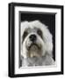 Dandie Dinmonts Terrier-Peter M. Fisher-Framed Premium Photographic Print