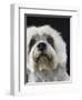 Dandie Dinmonts Terrier-Peter M. Fisher-Framed Premium Photographic Print