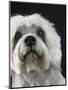 Dandie Dinmonts Terrier-Peter M. Fisher-Mounted Premium Photographic Print