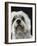 Dandie Dinmonts Terrier-Peter M^ Fisher-Framed Photographic Print