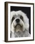 Dandie Dinmonts Terrier-Peter M. Fisher-Framed Photographic Print