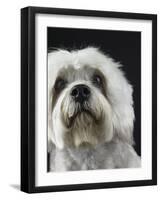 Dandie Dinmonts Terrier-Peter M. Fisher-Framed Photographic Print