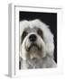 Dandie Dinmonts Terrier-Peter M^ Fisher-Framed Photographic Print