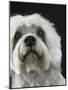 Dandie Dinmonts Terrier-Peter M. Fisher-Mounted Photographic Print