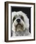 Dandie Dinmonts Terrier-Peter M. Fisher-Framed Photographic Print