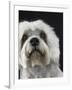 Dandie Dinmonts Terrier-Peter M. Fisher-Framed Photographic Print