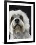 Dandie Dinmonts Terrier-Peter M. Fisher-Framed Photographic Print