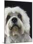 Dandie Dinmonts Terrier-Peter M. Fisher-Mounted Photographic Print