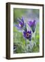 Dane's Bloods in the Meadow-Brigitte Protzel-Framed Photographic Print