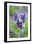 Dane's Bloods in the Meadow-Brigitte Protzel-Framed Photographic Print