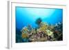 Dangerous Fire Coral Lines a Tropical Reef in Fiji While a Crinoid Feeds on Plankton Suspended in T-Kelpfish-Framed Photographic Print