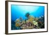 Dangerous Fire Coral Lines a Tropical Reef in Fiji While a Crinoid Feeds on Plankton Suspended in T-Kelpfish-Framed Photographic Print