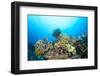 Dangerous Fire Coral Lines a Tropical Reef in Fiji While a Crinoid Feeds on Plankton Suspended in T-Kelpfish-Framed Photographic Print