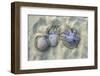Dangerous Jellyfish Dead on Beach Sand-holbox-Framed Photographic Print