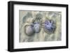 Dangerous Jellyfish Dead on Beach Sand-holbox-Framed Photographic Print