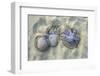 Dangerous Jellyfish Dead on Beach Sand-holbox-Framed Photographic Print