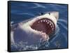 Dangerous Mouth of the Great White Shark, South Africa-Michele Westmorland-Framed Stretched Canvas