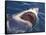 Dangerous Mouth of the Great White Shark, South Africa-Michele Westmorland-Framed Stretched Canvas