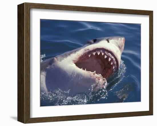 Dangerous Mouth of the Great White Shark, South Africa-Michele Westmorland-Framed Premium Photographic Print