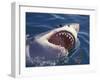 Dangerous Mouth of the Great White Shark, South Africa-Michele Westmorland-Framed Premium Photographic Print