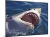 Dangerous Mouth of the Great White Shark, South Africa-Michele Westmorland-Mounted Premium Photographic Print