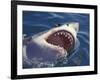 Dangerous Mouth of the Great White Shark, South Africa-Michele Westmorland-Framed Photographic Print