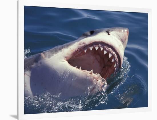 Dangerous Mouth of the Great White Shark, South Africa-Michele Westmorland-Framed Photographic Print