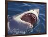 Dangerous Mouth of the Great White Shark, South Africa-Michele Westmorland-Framed Photographic Print