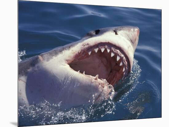 Dangerous Mouth of the Great White Shark, South Africa-Michele Westmorland-Mounted Photographic Print