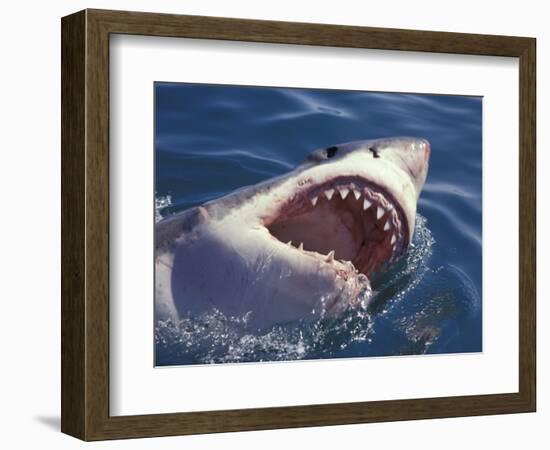 Dangerous Mouth of the Great White Shark, South Africa-Michele Westmorland-Framed Photographic Print