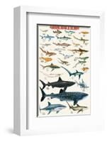 Dangerous Sharks-null-Framed Premium Giclee Print