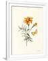 Gramercy White