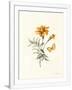 Gramercy White