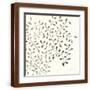 Brown Frame